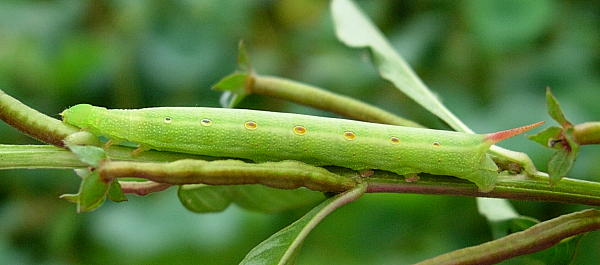 Third-instar larva of Theretra silhetensis silhetensis, Hangzhou, Zhejiang, China. Photo: © Tony Pittaway