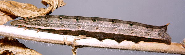 Full grown brown form larva of Theretra silhetensis silhetensis, Hangzhou, Zhejiang, China. Photo: © Tony Pittaway