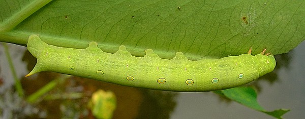 Full grown green form larva of Theretra silhetensis silhetensis, Hangzhou, Zhejiang, China, 15.vii.2007. Photo: © Tony Pittaway