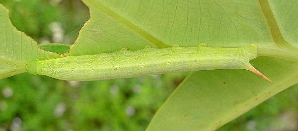 Third-instar larva of Theretra silhetensis silhetensis, Mai Chau, Hoa Binh Province, Vietnam, 29.iv.2011. Photo: © Tony Pittaway