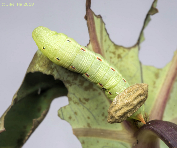 Green form larva of Theretra silhetensis silhetensis with parasite cocoon, Wuhan, Hubei, China, 2018. Photo: © He JiBai, 2018.