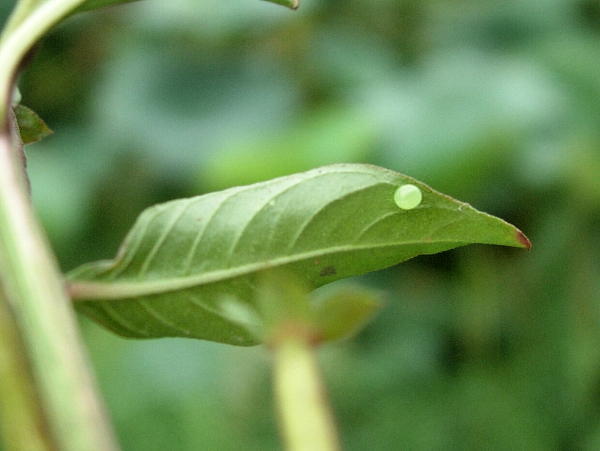 Egg of Theretra silhetensis silhetensis on Ludwigia, Hangzhou, Zhejiang, China. Photo: © Tony Pittaway