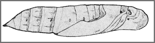 Pupa of Theretra silhetensis silhetensis. Image: Mell, 1922b