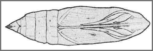 Pupa of Theretra silhetensis silhetensis. Image: Mell, 1922b