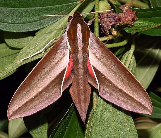 Female Theretra suffusa at rest, Singapore. Photo: © Leong Tzi Ming