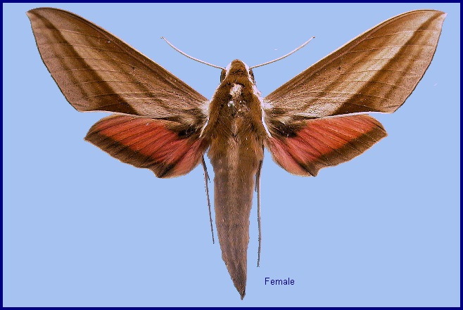 Female Theretra suffusa. Photo: © NHMUK