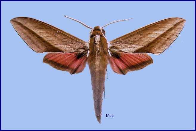 Male Theretra suffusa. Photo: © NHMUK