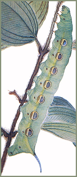 Full-grown green form larva of Theretra suffusa. Image: Mell, 1922b