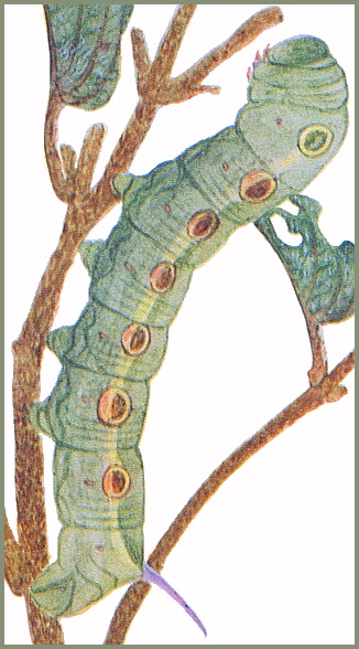 Full-grown green form larva of Theretra suffusa. Image: Mell, 1922b