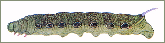 Full-grown pre-pupation form larva of Theretra suffusa. Image: Mell, 1922b