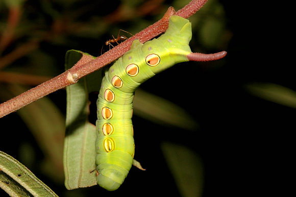 Part-grown final instar green form larva of Theretra suffusa on Melastoma malabathricum, Singapore. Photo: © Linda Chan