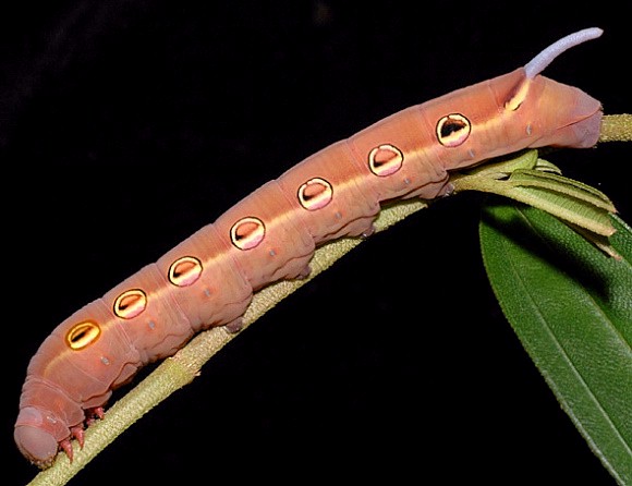 Full-grown brown form larva of Theretra suffusa, Singapore. Photo: © Leong Tzi Ming
