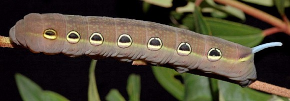 Full-grown pre-pupation form larva of Theretra suffusa, Singapore. Photo: © Leong Tzi Ming
