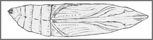 Pupa of Theretra suffusa. Image: Mell, 1922b