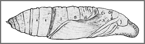 Pupa of Theretra suffusa. Image: Mell, 1922b