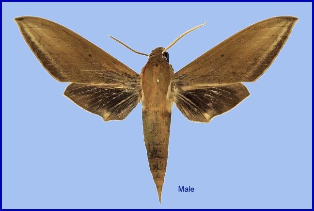 Male Theretra sumatrensis f. mercedes, Mount Tambora, Pancasila, Sumbawa, Lesser Sunda Islands, Nusa Tenggara Barat, Indonesia. Photo: © Robert Young, Sphingidae Taxonomic Inventory, NHMUK