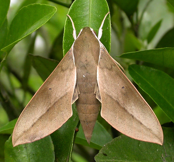 Adult Theretra tibetiana, Taiwan. Photo: © Felix Lin.