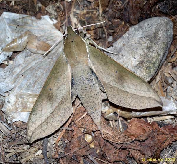 Female Theretra tibetiana, Ningpo, Zhejiang Province, China, 20.vii.2022. Photo: © He JiBai.