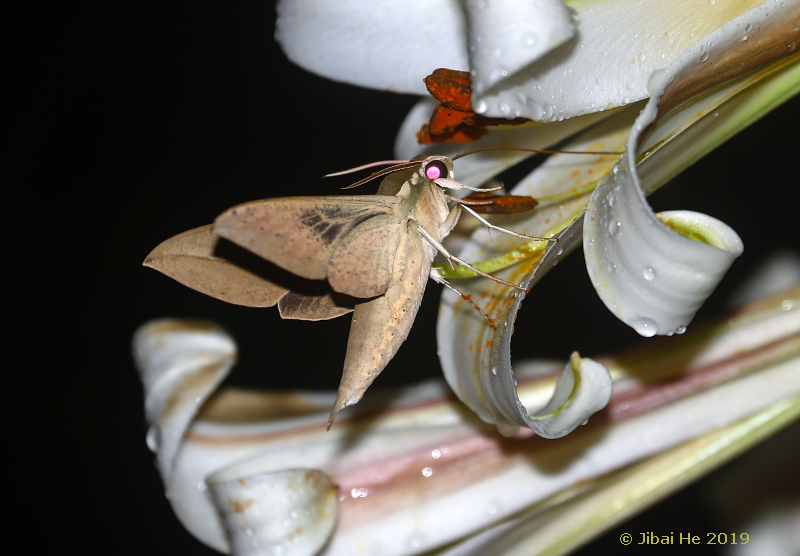 Theretra tibetiana feeding from Lilium leucanthum, Qingchuan, Sichuan, China, 3.vii.2019. Photo: © He JiBai.