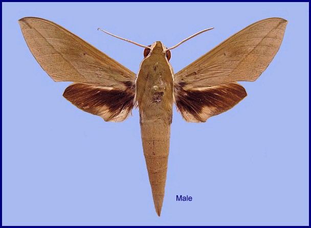 Male Theretra tibetiana (upperside). Photo: © NHMUK