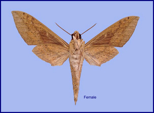 Female Theretra tibetiana (underside), Wiang Pa Pao, Chiang Rai, Thailand. Photo: © NHMUK