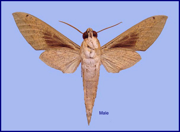 Male Theretra tibetiana (underside). Photo: © NHMUK