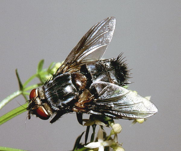 Tachinid fly (Blepharipa sp.) reared from a pupa, Mt. Huang Shan, Anhui, China. Photo: © Tony Pittaway