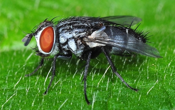 Tachinid fly (Drino (Zygobothria) atropivora) reared from the final instar larva of Acherontia lachesis, Singapore. Photo: © Leong Tzi Ming.