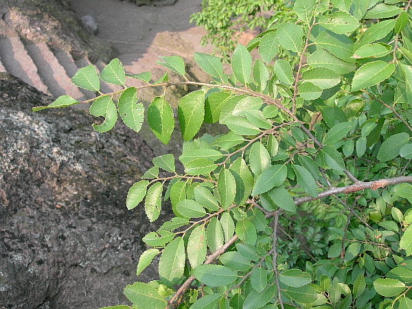 Ulmus pumilus, Hangzhou, Zhejiang, China. Photo: © Tony Pittaway.