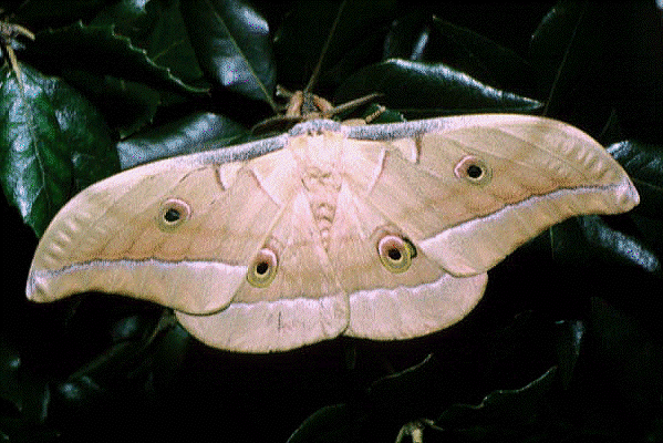 Male Antheraea pernyi, China. Photo: © Tony Pittaway.