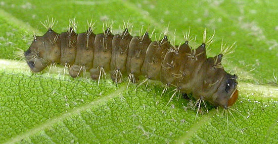 First instar larva of Antheraea pernyi, Changyan, Hubei, China. Photo: Mark Boddington.