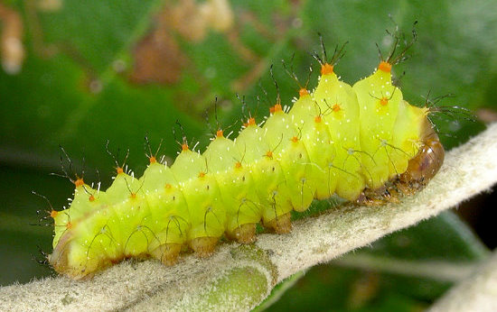 Second instar larva of Antheraea pernyi, Changyan, Hubei, China. Photo: Mark Boddington.