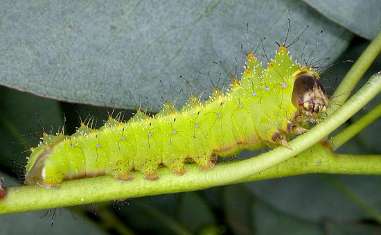 Third instar larva of Antheraea pernyi, Changyan, Hubei, China. Photo: Mark Boddington.