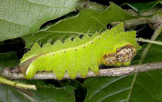 Fourth instar larva of Antheraea pernyi, Changyan, Hubei, China. Photo: Mark Boddington.