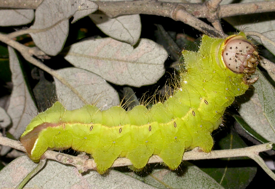 Full-grown larva of Antheraea pernyi, Changyan, Hubei, China. Photo: Mark Boddington.