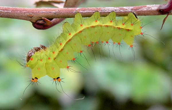 Third instar larva Actias selene selene, Kunming, Yunnan, China, 22.viii.2005. Photo: © Tony Pittaway.