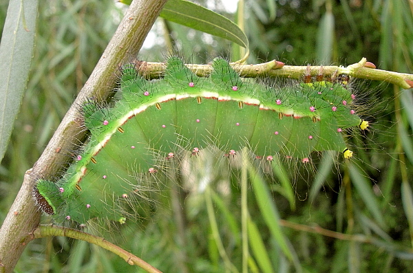 Final instar larva Actias selene selene, Kunming, Yunnan, China, 22.viii.2005. Photo: © Tony Pittaway.