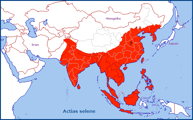 Global distribution of Actias selene. Map: © Tony Pittaway.