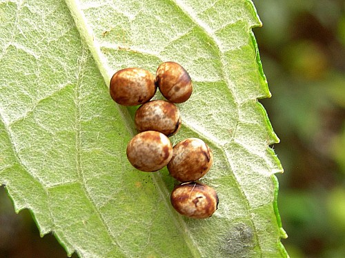 Eggs of Actias selene selene, India. Photo: © Tony Pittaway.