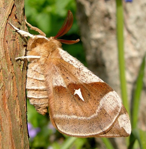 Male Aglia tau (resting, but alert; underside), Czechia. Photo: © Tony Pittaway.