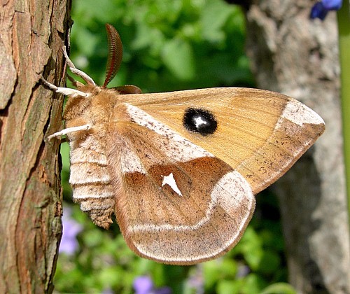 Male Aglia tau (alarmed; underside), Czechia. Photo: © Tony Pittaway.