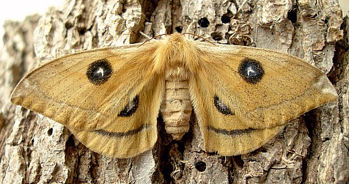 Female Aglia tau, Czechia. Photo: © Tony Pittaway.