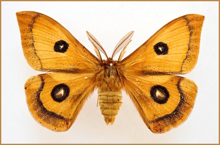 Male Aglia tau, Bavaria, Germany, ex.ovo 1994. Photo: © Tony Pittaway.