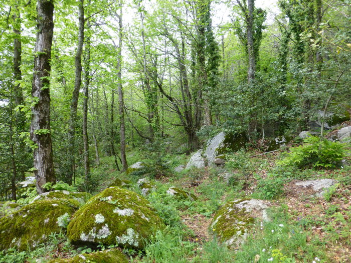 Typical habitat of Aglia tau -- mixed sweet chestnut-beech forest, Les Salines, Maçanet De Cabrenys, Catalonia, Spain. Photo: © Tony Pittaway.