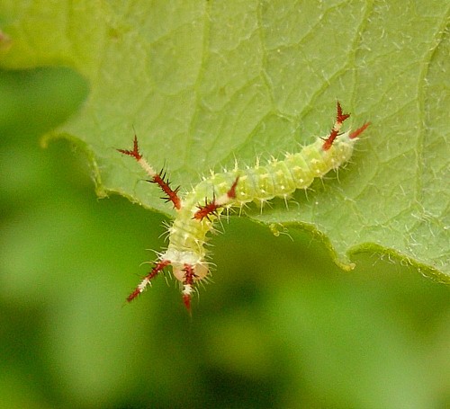 First instar larva of Aglia tau, Czechia. Photo: © Tony Pittaway.