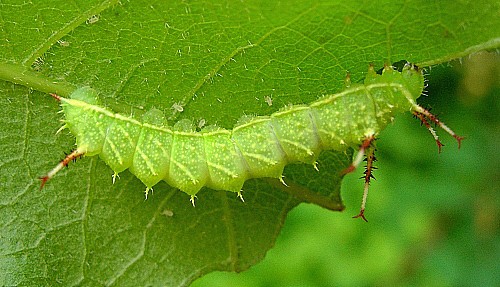 Second instar larva of Aglia tau, Czechia. Photo: © Tony Pittaway.