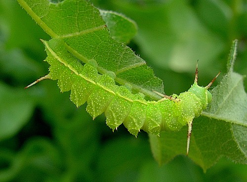 Third instar larva of Aglia tau (feeding), Czechia. Photo: © Tony Pittaway.