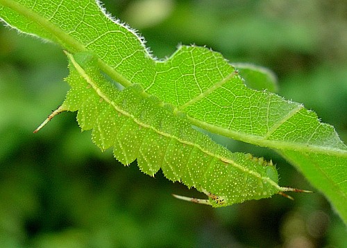 Third instar larva of Aglia tau (resting), Czechia. Photo: © Tony Pittaway.