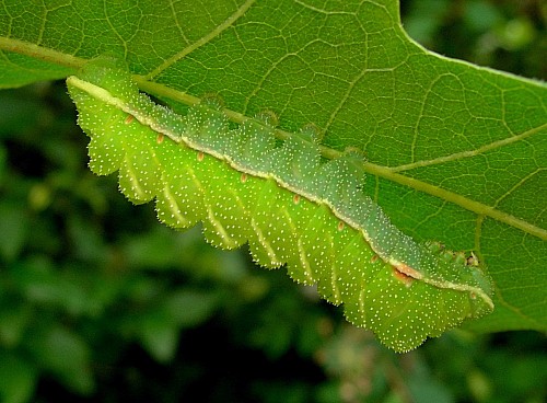 Final (fourth) instar larva of Aglia tau, Czechia. Photo: © Tony Pittaway.