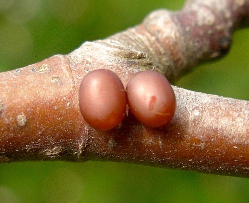 Eggs of Aglia tau, Czechia. Photo: © Tony Pittaway.